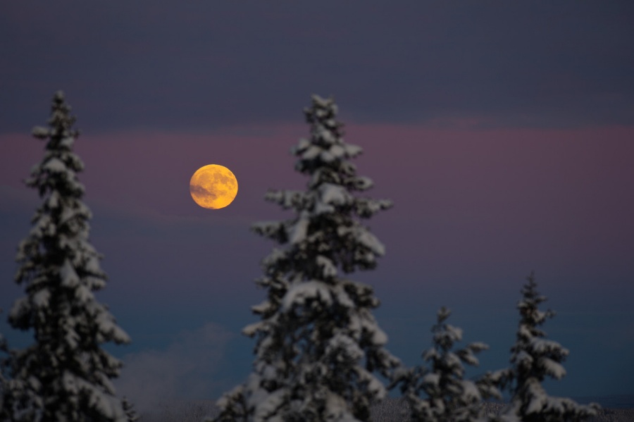 Hinter schneebedeckten Nadelbäumen leuchtet am dunkelvioletten Himmel ein gelber Vollmond.