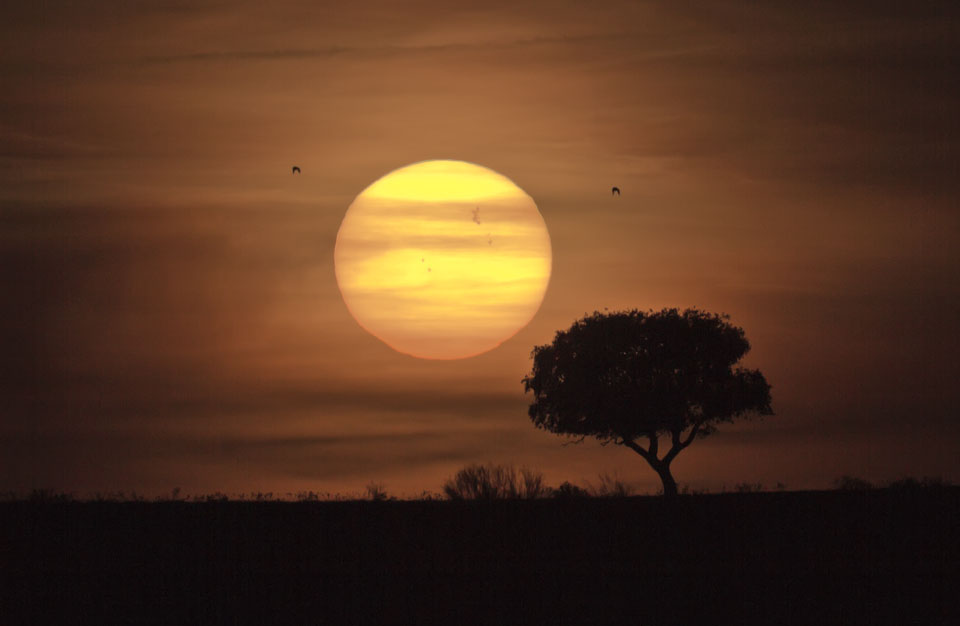 Vor dem orangebraunen Himmel steht rechts unten die Silhouette eines Baumes, in der Mitte leuchtet die Sonne, von braunen Wolkenstreifen überzogen.