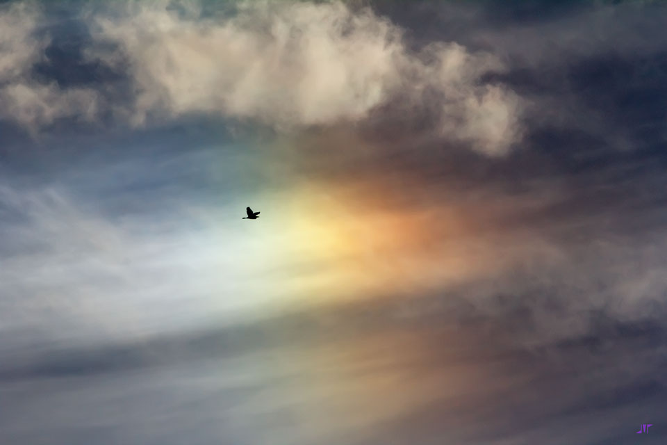 Die Wolken am Himmel sind wie ein Regenbogen gefärbt. Davor fliegt die Silhouette eines Vogels.