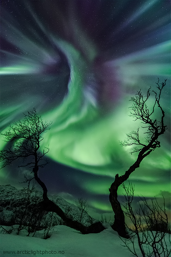 Über schaurigen Silhouetten von Bäumen schlingen sich detailreiche grüne und violette Polarlichter über den Himmel.