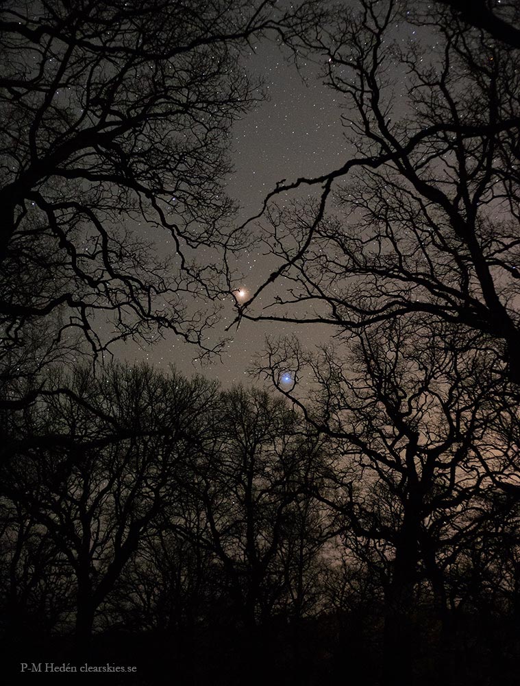 Hinter Eichen gehen in Schweden zwei helle Himmelslichter auf. Es sind der rötliche Mars oben und die blau leuchtende Spica darunter.