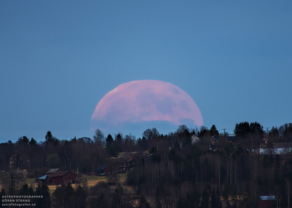 Über einem Hügel mit Wald und Häusern geht der rosarote Vollmond am strahlend blauen Abendhimmel auf. Er wirkt noch sehr blass und riesig, weil das Bild mit Teleobjektiv fotografiert wurde.