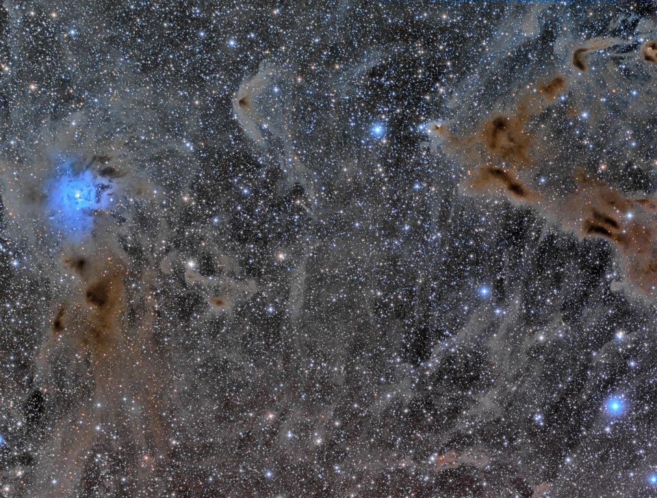 Sterne und dunkle Staubwolken sind dicht miteinander verwoben. Links leuchtet die blaue Blume des Irisnebels. Er wird vom blauen Stern SAO 19158 beleuchtet.