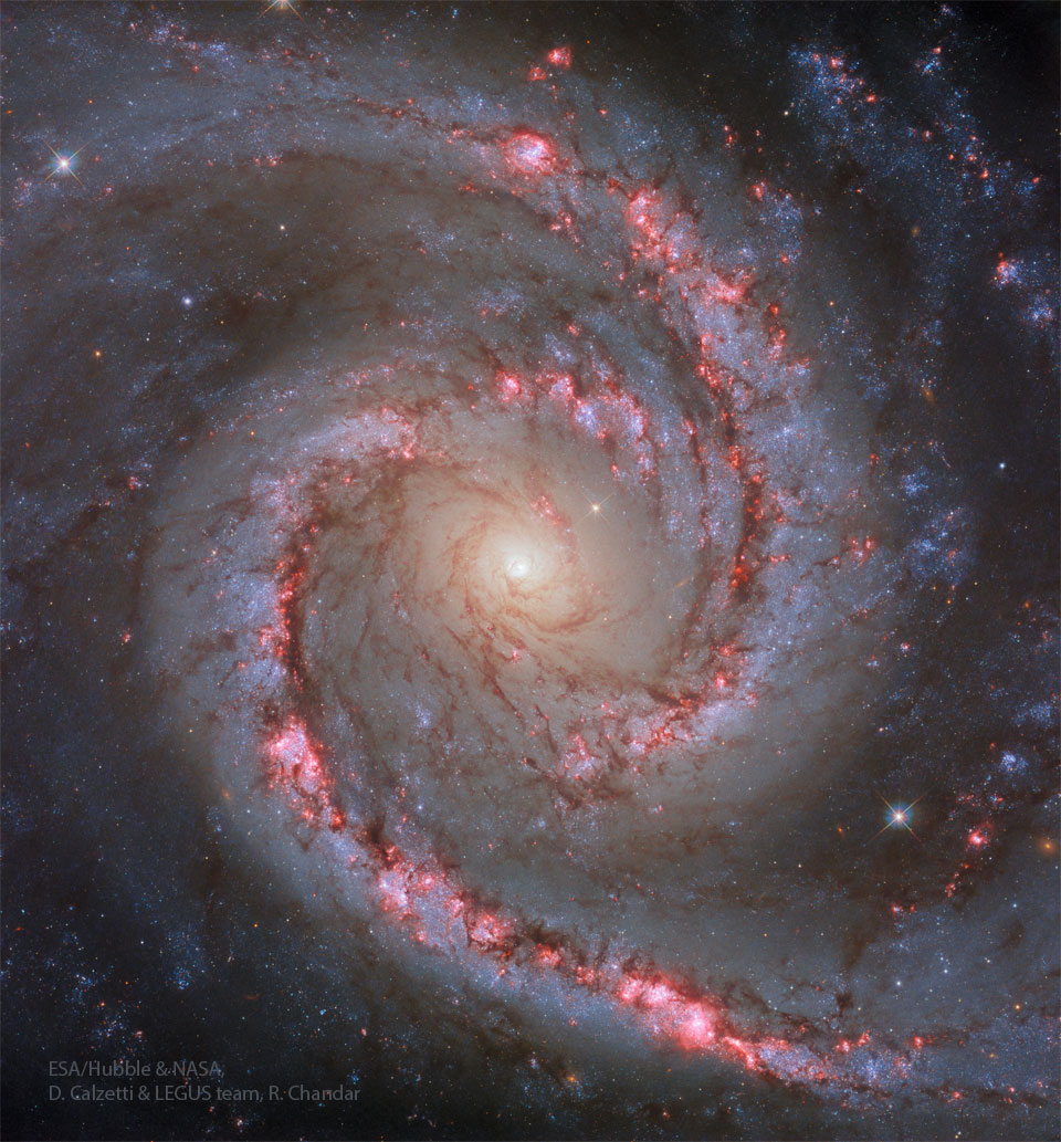 Die Spiralgalaxie NGC 1566 ist von der Erde aus von oben zu sehen. Dieses Bild des Weltraumteleskops Hubble betont die rötlichen Emissionsnebel entlang der Spiralarme. Blaue Sternhaufen und Ranken aus dunklem Staub sprenkeln die Spirale. Das Zentrum schimmert gelblich.